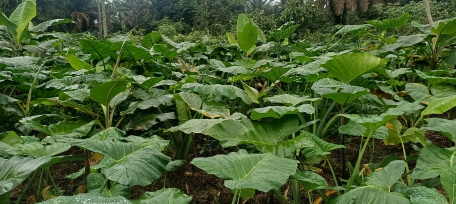 Turning-Soil-Into-a-Climate-Solution-How-Biochar-is-Transforming-Farms