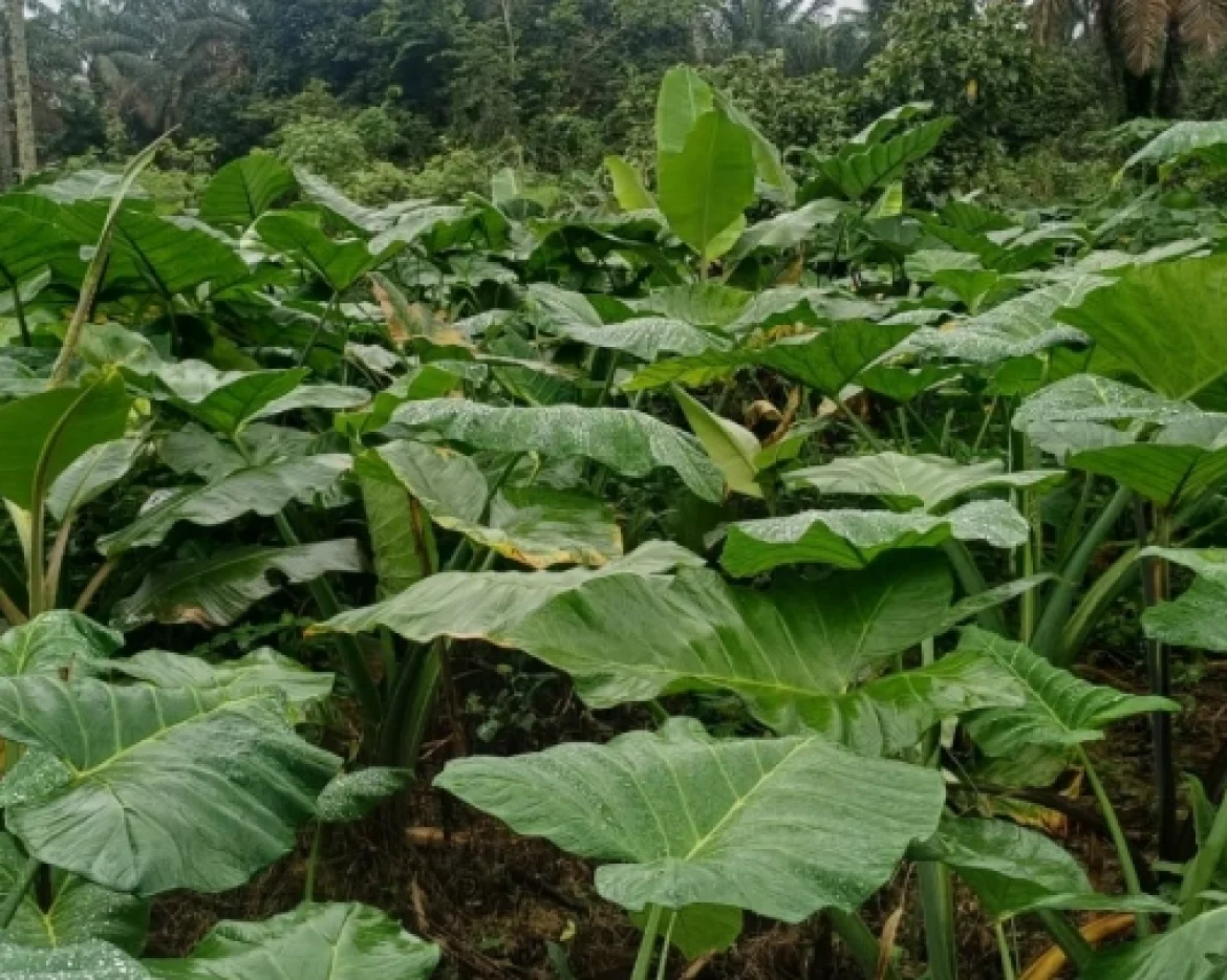 Turning-Soil-Into-a-Climate-Solution-How-Biochar-is-Transforming-Farms