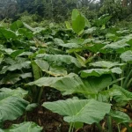 Den Boden in eine Klimalösung verwandeln