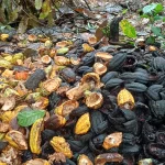 Kakaoschalen neu gedacht