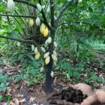 Wiederbelebung von Kakaofarmen, Kohlenstoff speichern