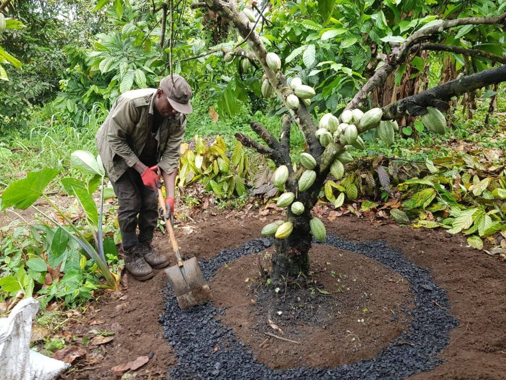 Jeder Prozess des Einmischens von Biokohle in den Boden ist von Kultur zu Kultur unterschiedlich.