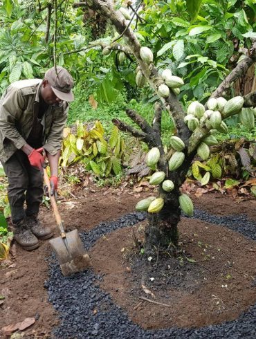 Jeder Prozess des Einmischens von Biokohle in den Boden ist von Kultur zu Kultur unterschiedlich.