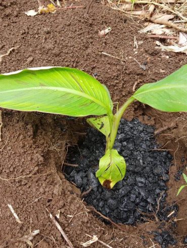 Biokohle hilft den Pflanzen, um etwa 30 % besser zu wachsen.